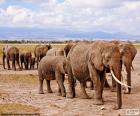 Ομάδα των ελεφάντων